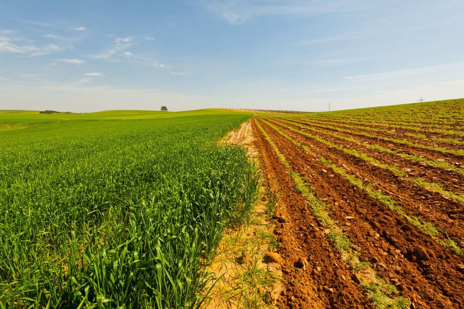 Green Field in Israel at Spring